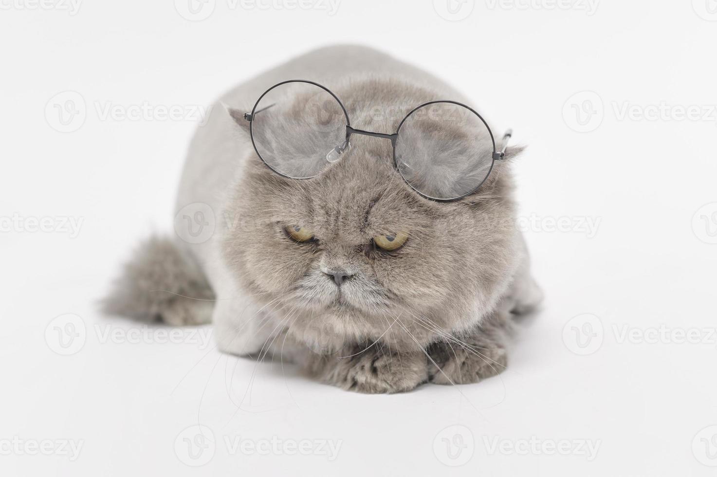 Portrait of A Scottish fold lovely cats on white studio background photo