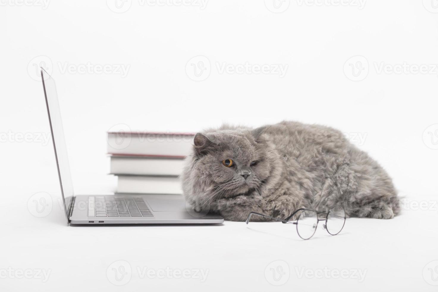 A Scottish fold lovely cat using laptop computer in studio photo