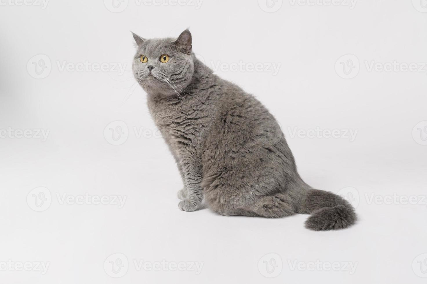 Portrait of A Scottish fold lovely cats on white studio background photo
