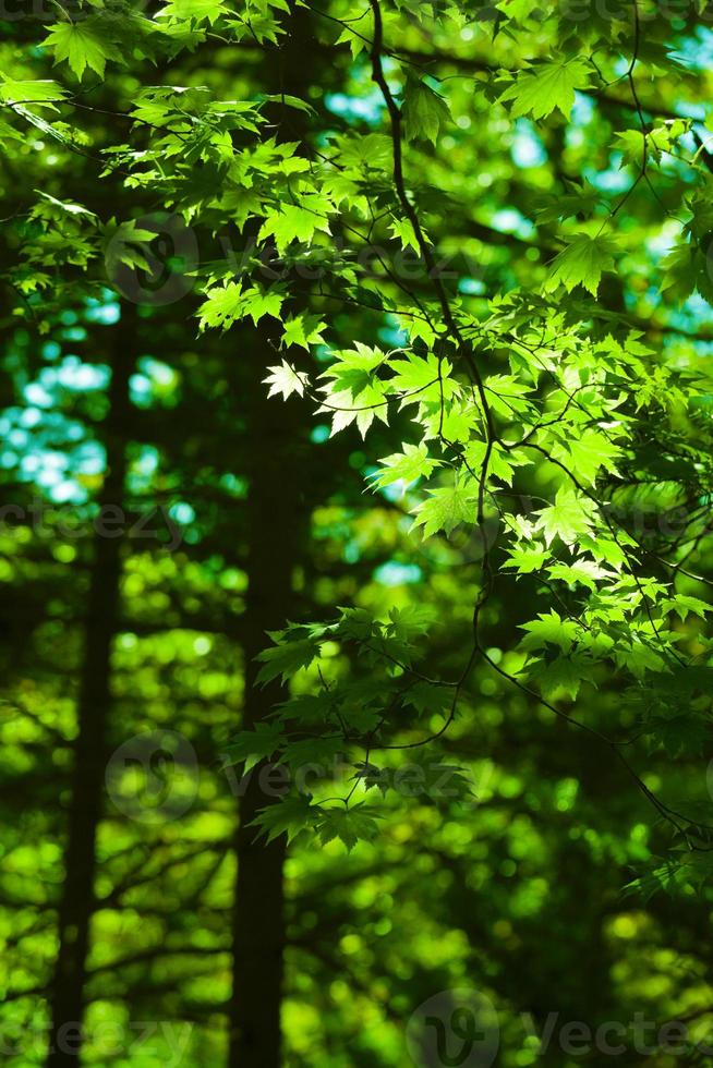 Green maple leaves forest background photo
