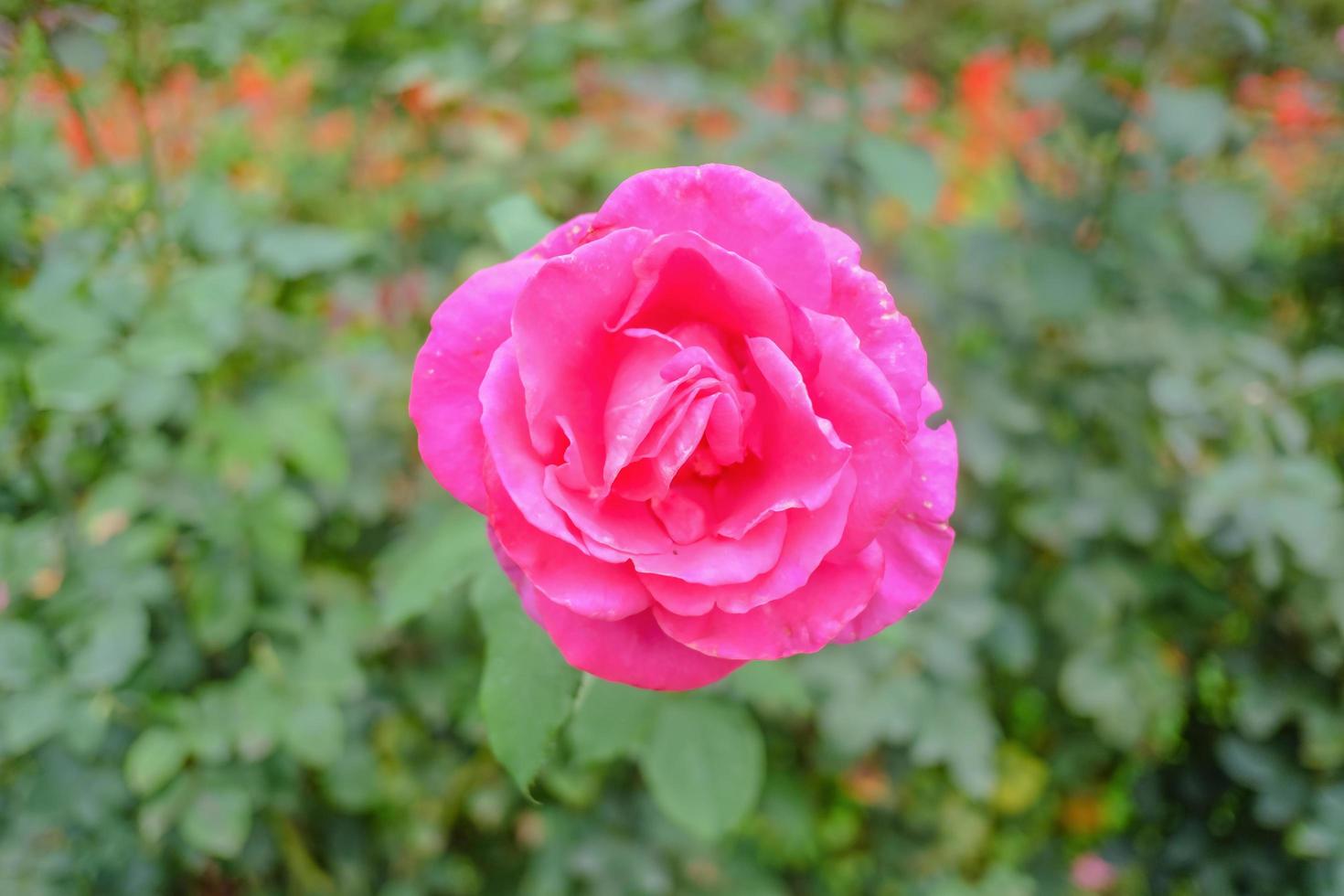 Close up floribunda Flowers in Phu phing palace Chiang mai Thailand photo