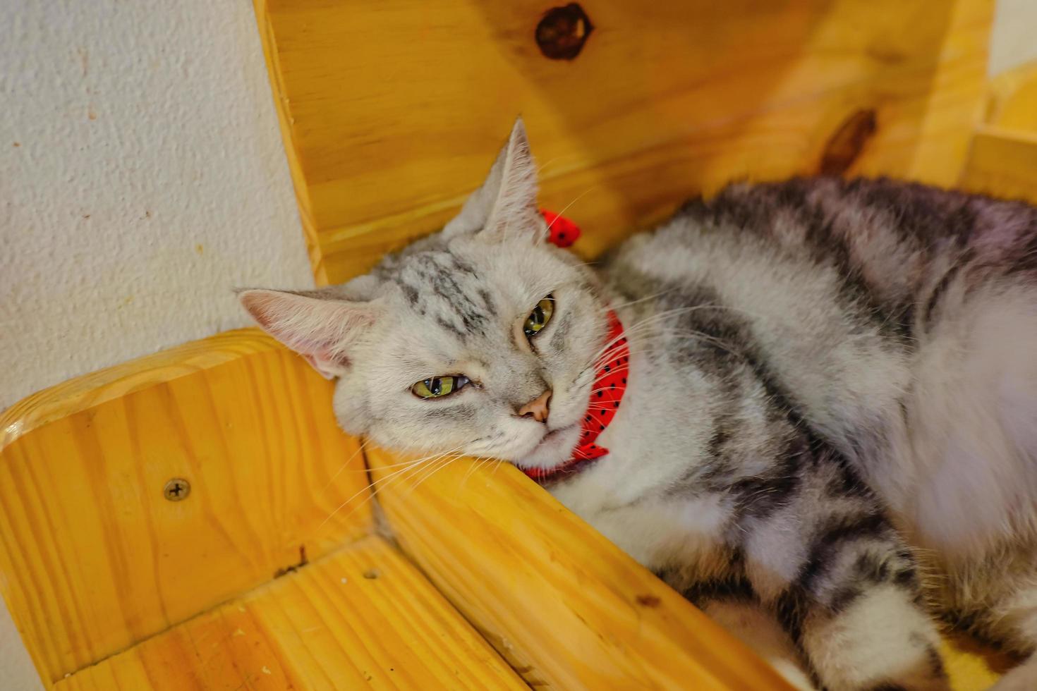 Close up Cute Cat in The Cafe photo