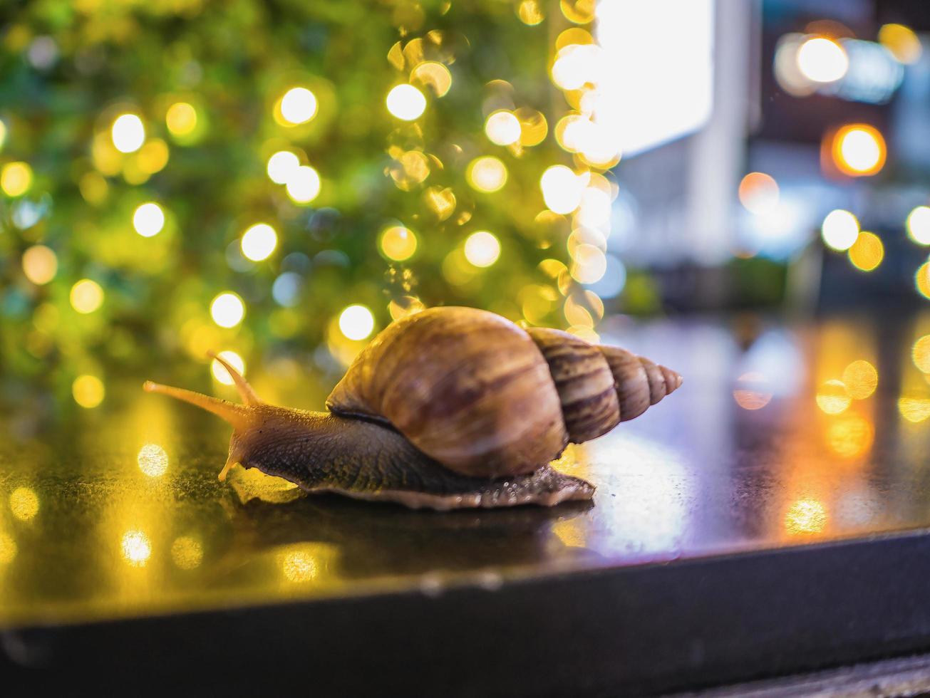 Close up  Snail with Bokeh of christmas light and reflection of bokeh light on the Floor photo
