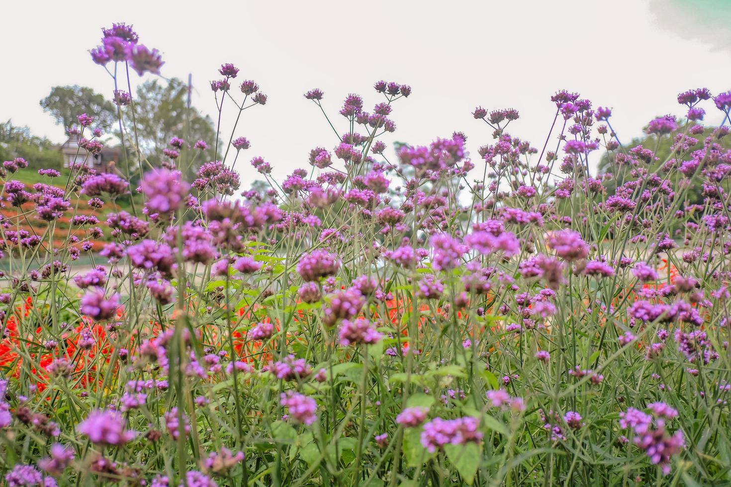 Beautiful Verbena field in Phu phing Palace at chiang mai city thailand photo