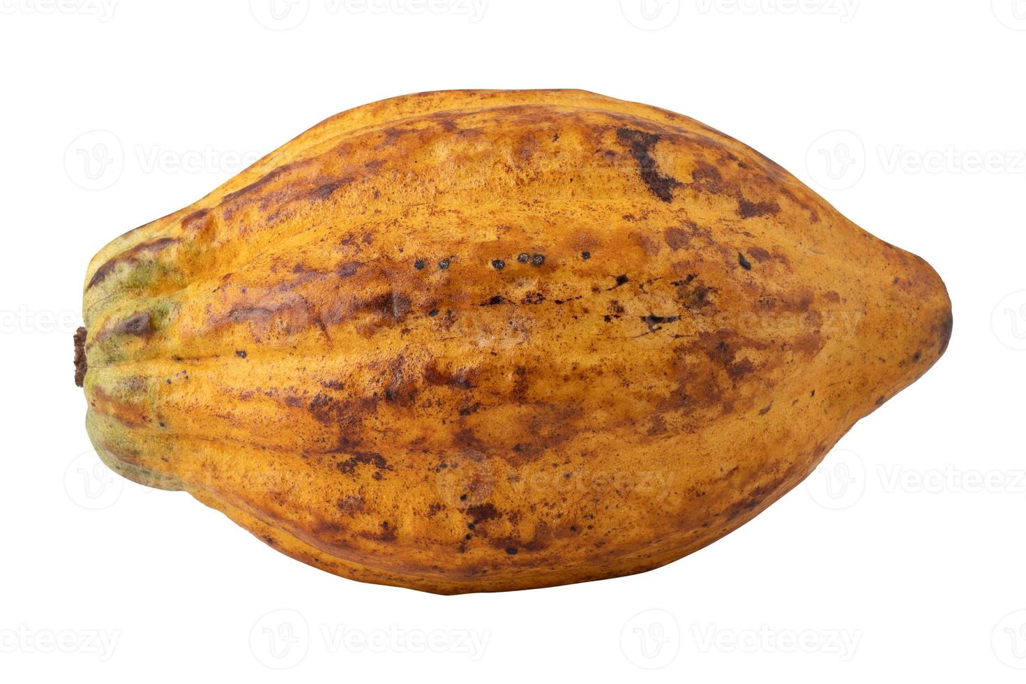 ripe cocoa fruits isolated on white background photo
