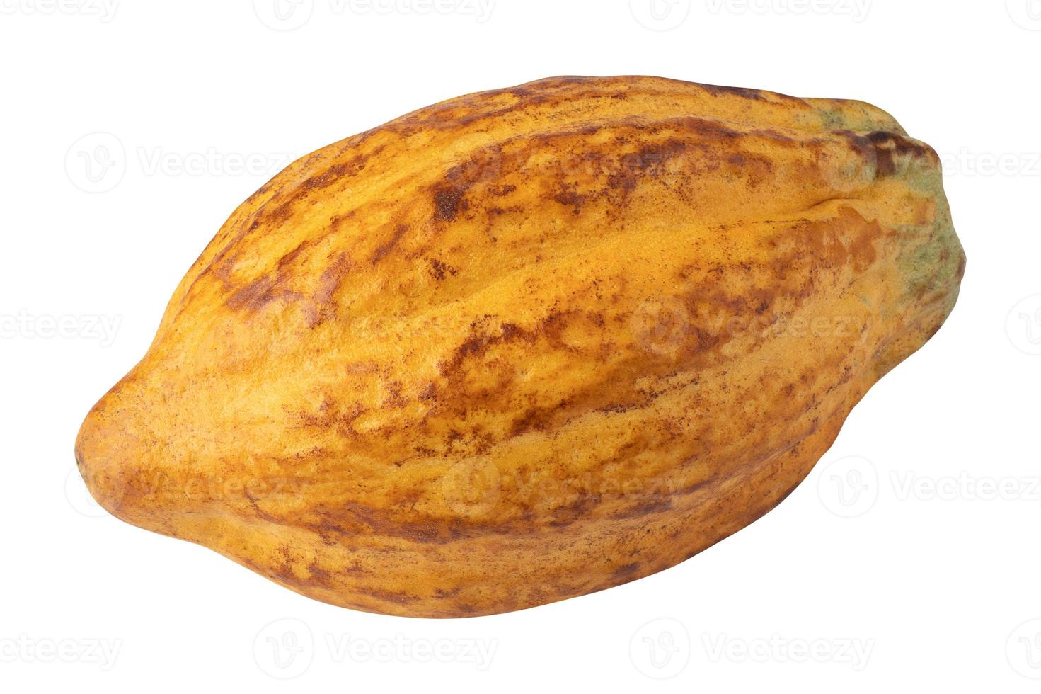 ripe cocoa fruits isolated on white background photo