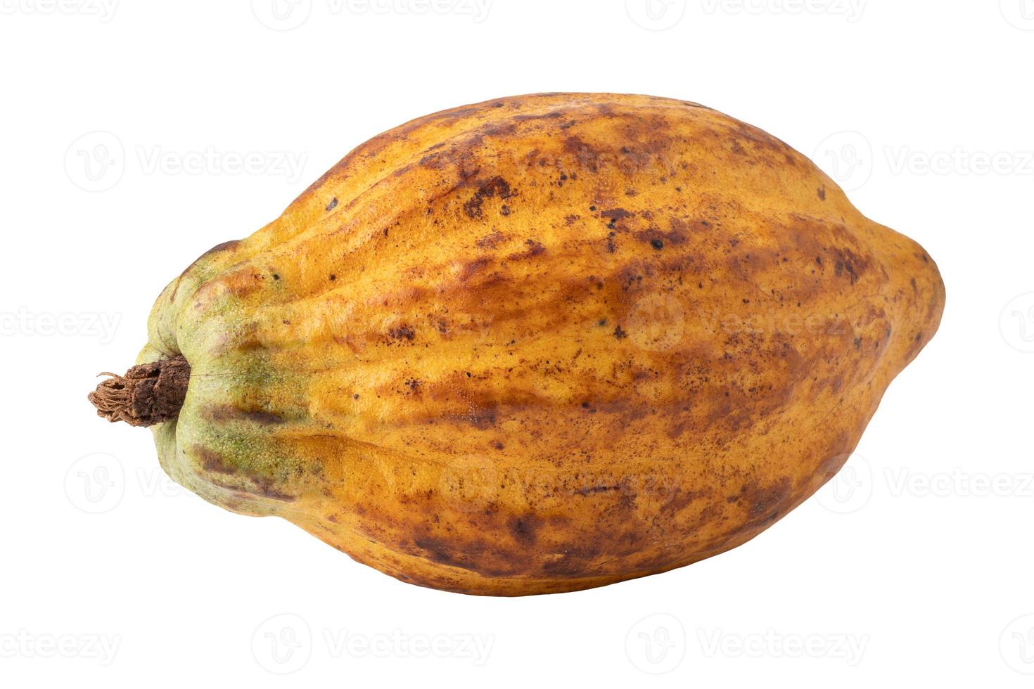 ripe cocoa fruits isolated on alpha background photo