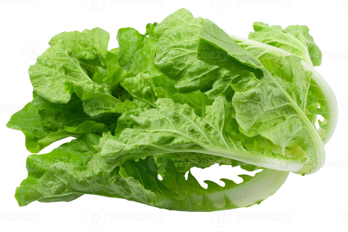 Lettuce leaves isolated on white background photo