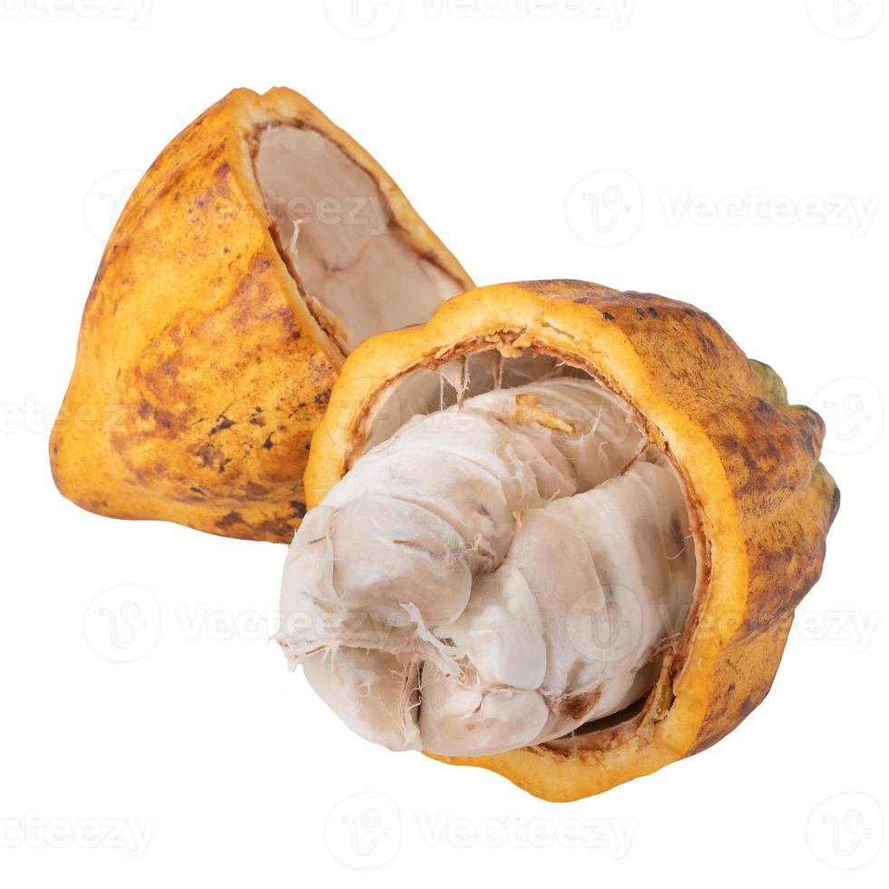 ripe cocoa fruits isolated on white background photo