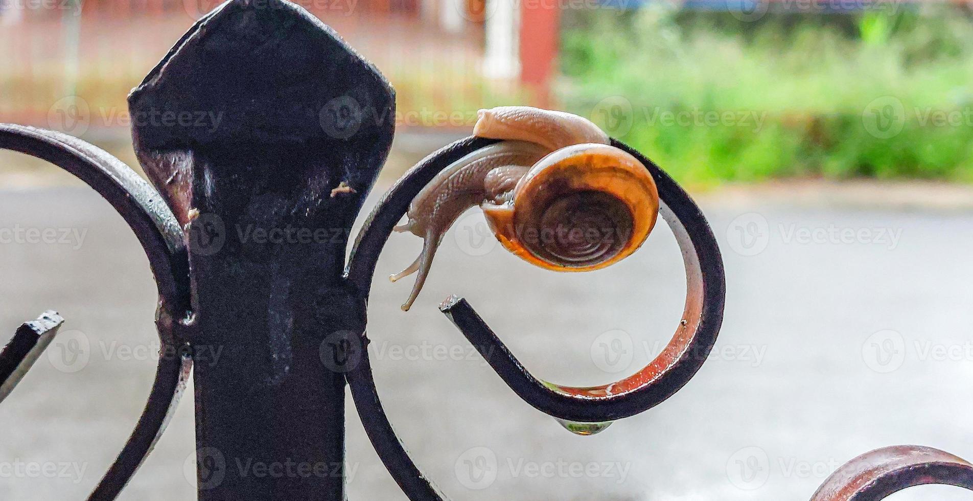 Snail on fence. photo