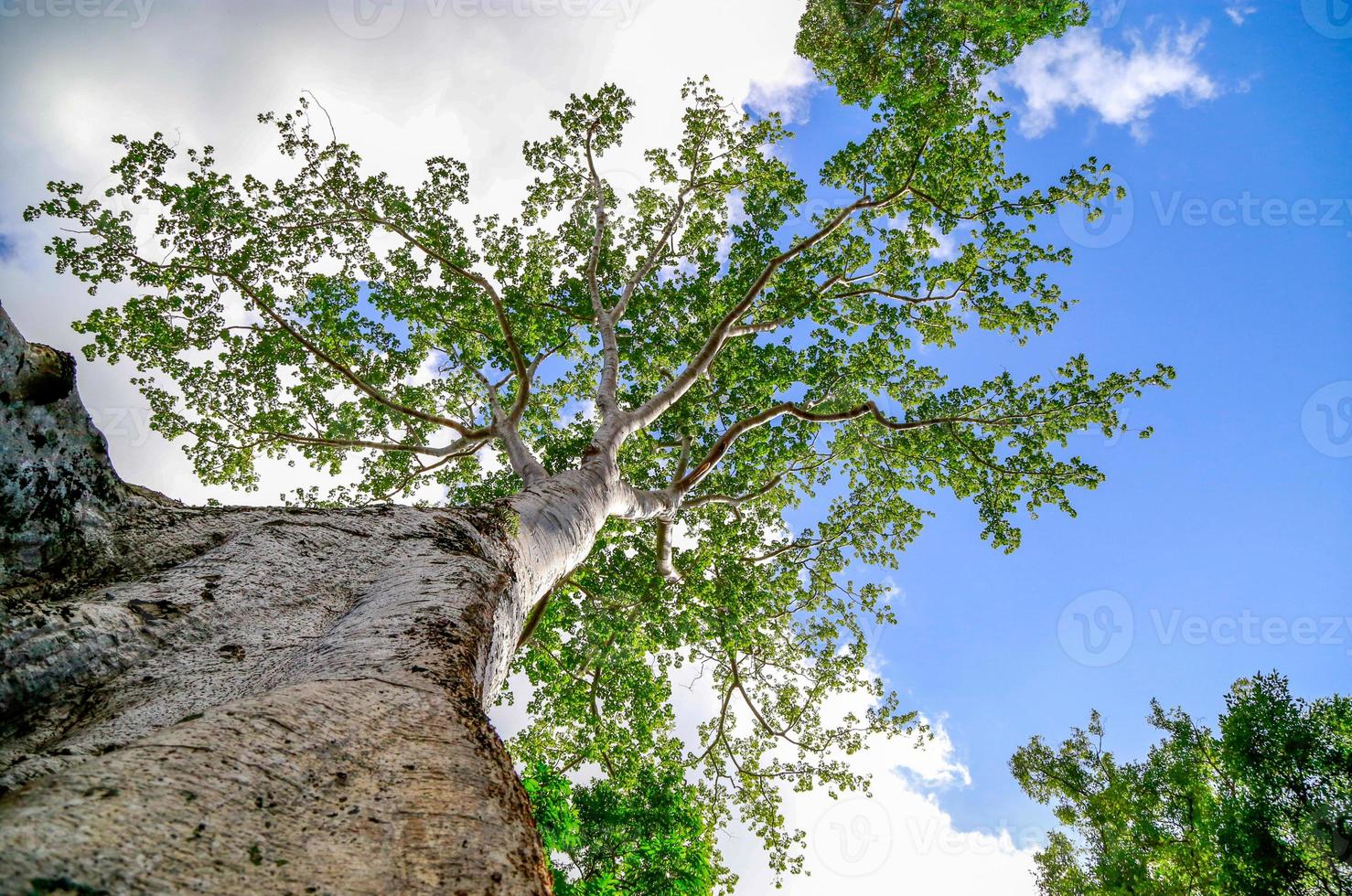 Worm's eye view of big tree. photo