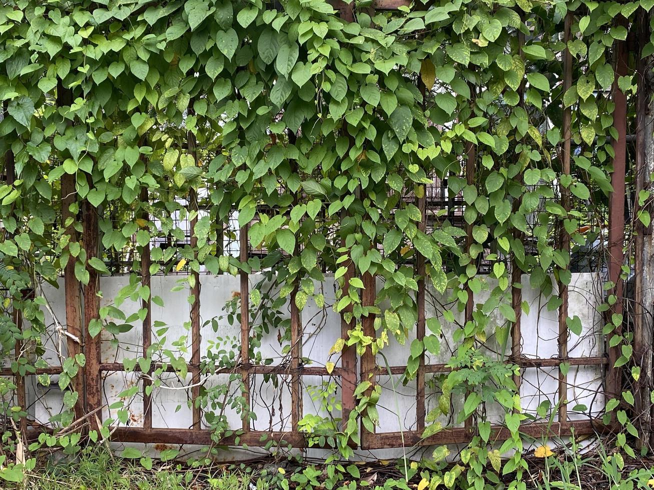 Green leaves on fence photo