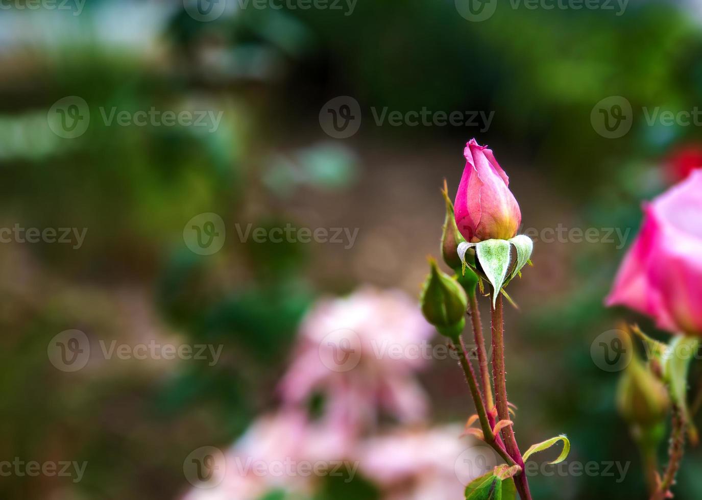 Bud of red rose on the Branch in the Garden. Flowering red roses in the garden. Floral background. photo