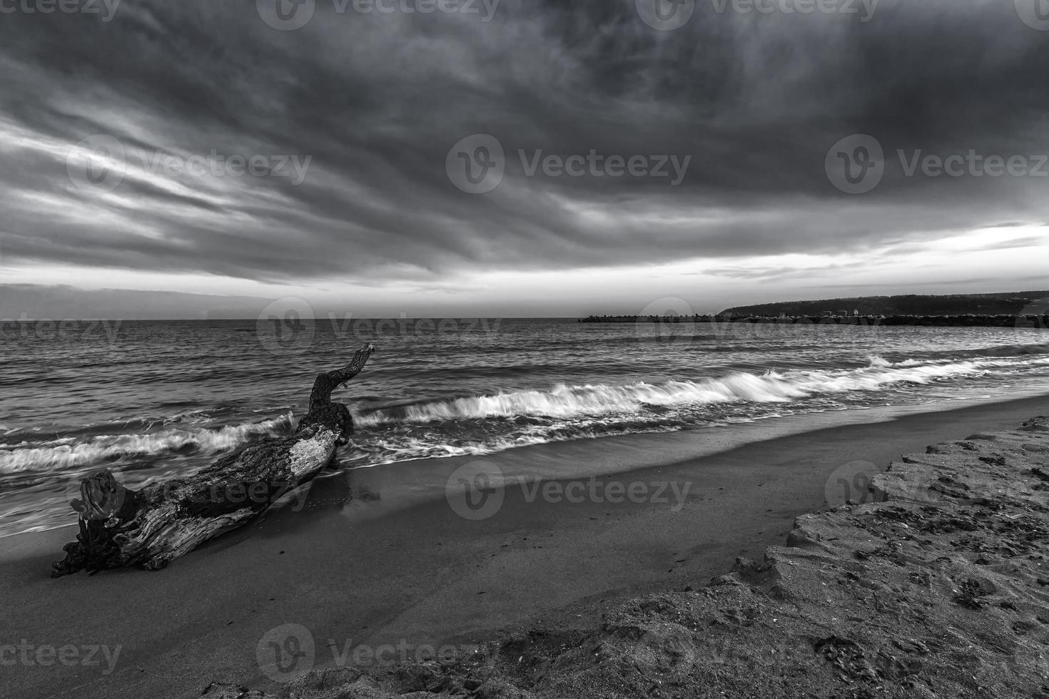 Seascape. Idyllic sunset view with the old tree at the beach in black and white photo