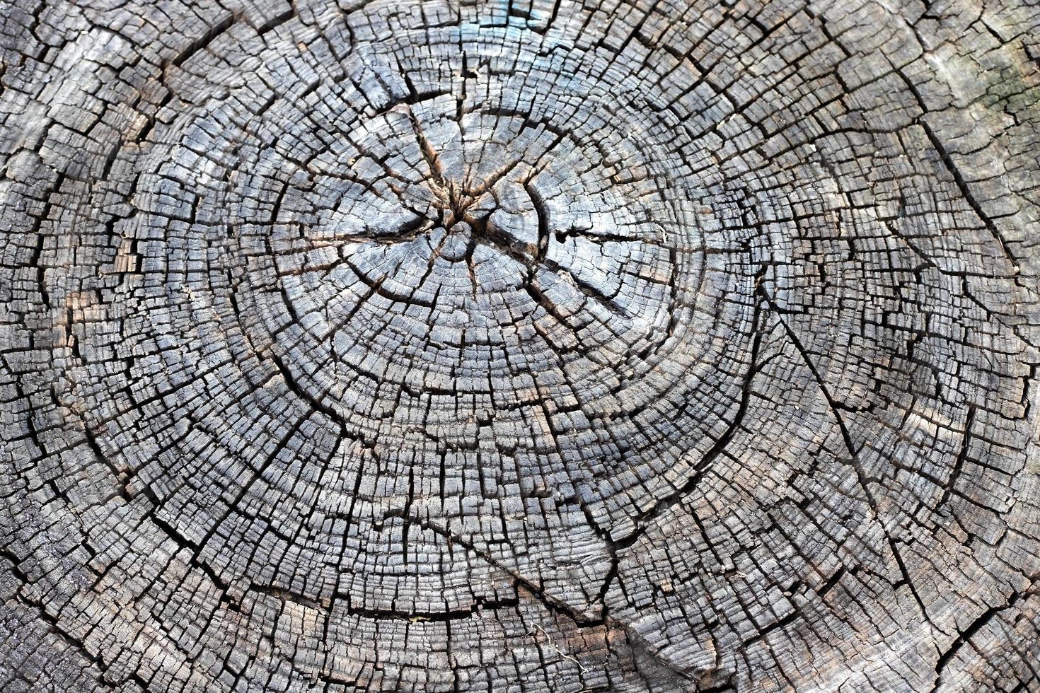 Wood texture background. Closeup of an old cut tree trunk with cracks and annual rings. photo