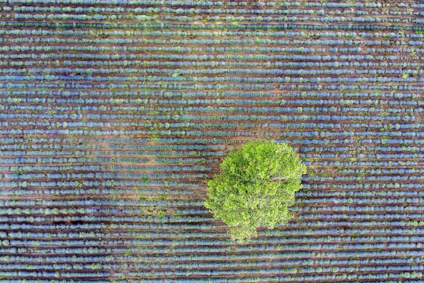 Aerial top view from a drone to a tree at a lavender field. Abstract view photo