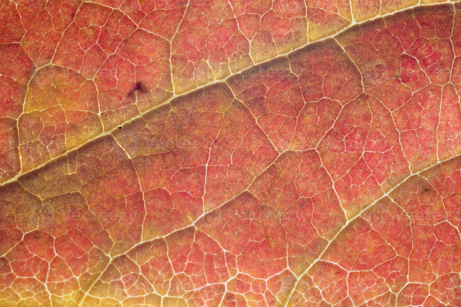Stunning macro detail of leaf structure photo