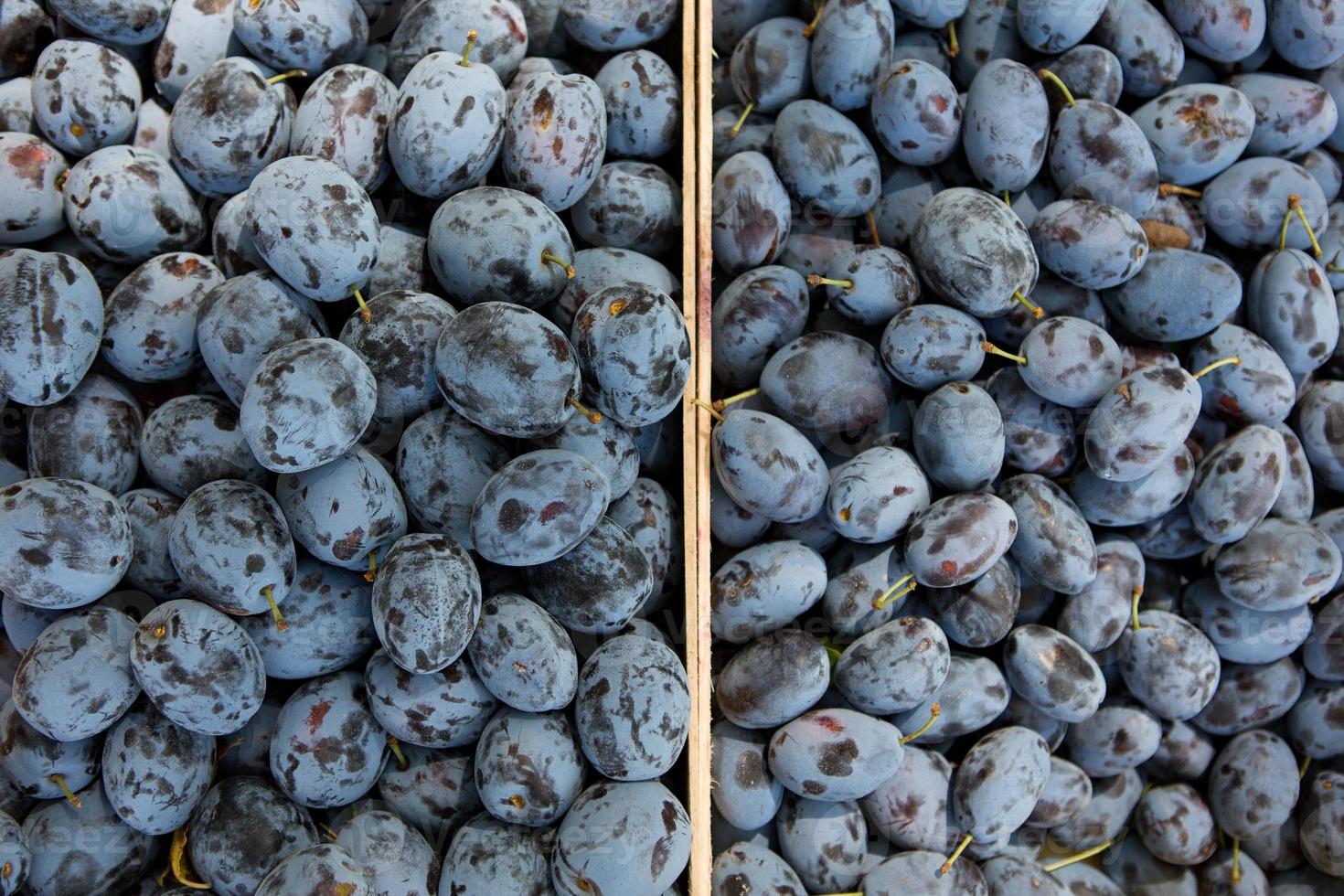 ciruelas orgánicas frescas directamente del huerto. fondo de fruta madura con ciruelas foto