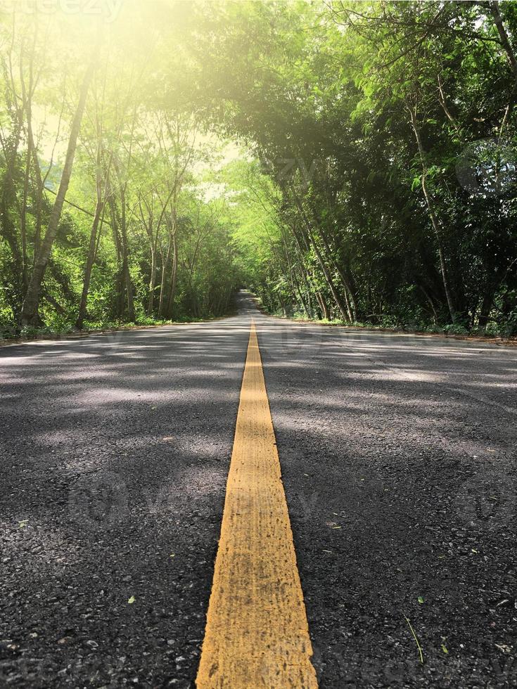 light on the road in the middle of the forest photo