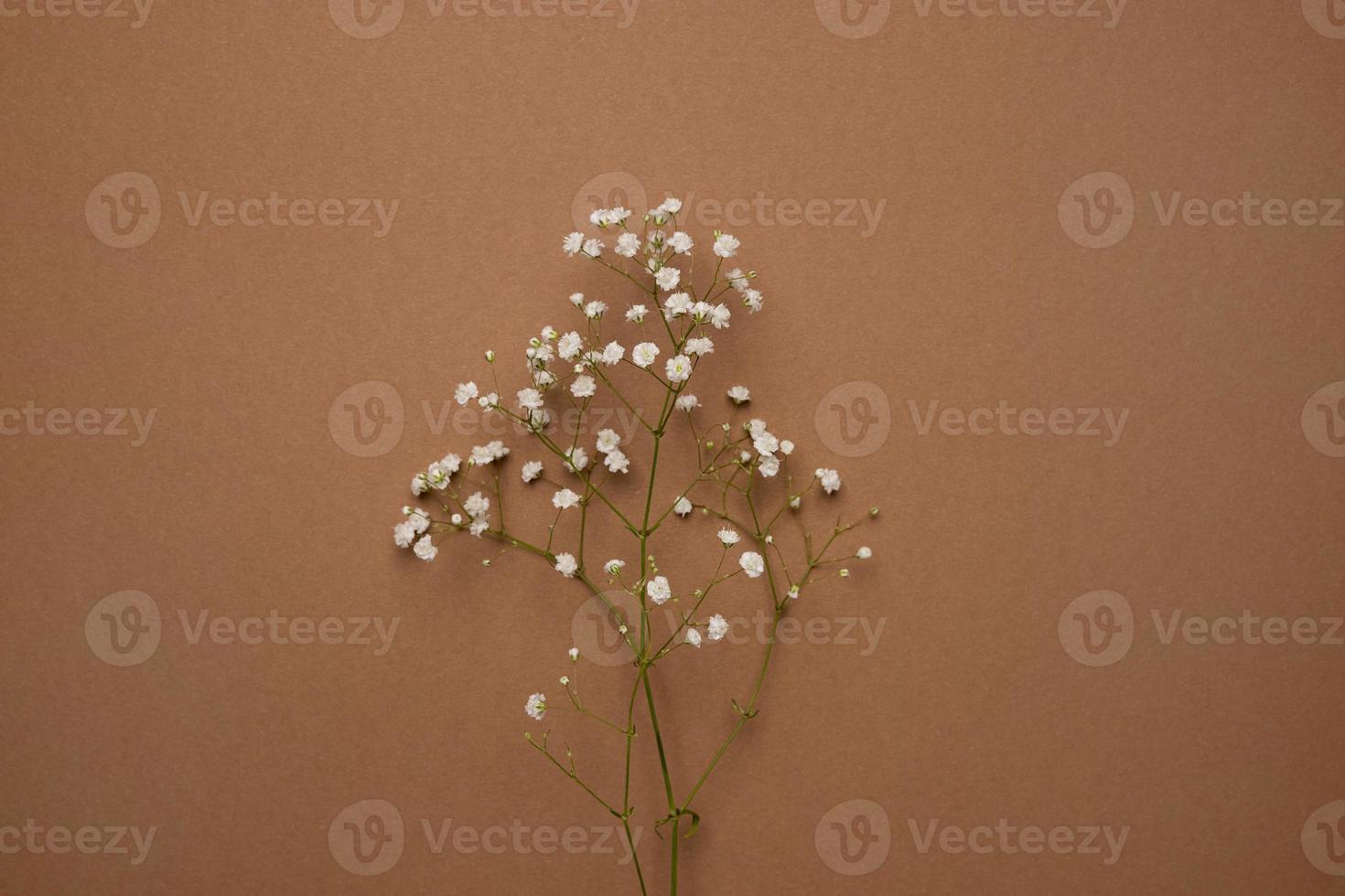 Dry flower branch on a light brown background. Trend, minimal concept photo