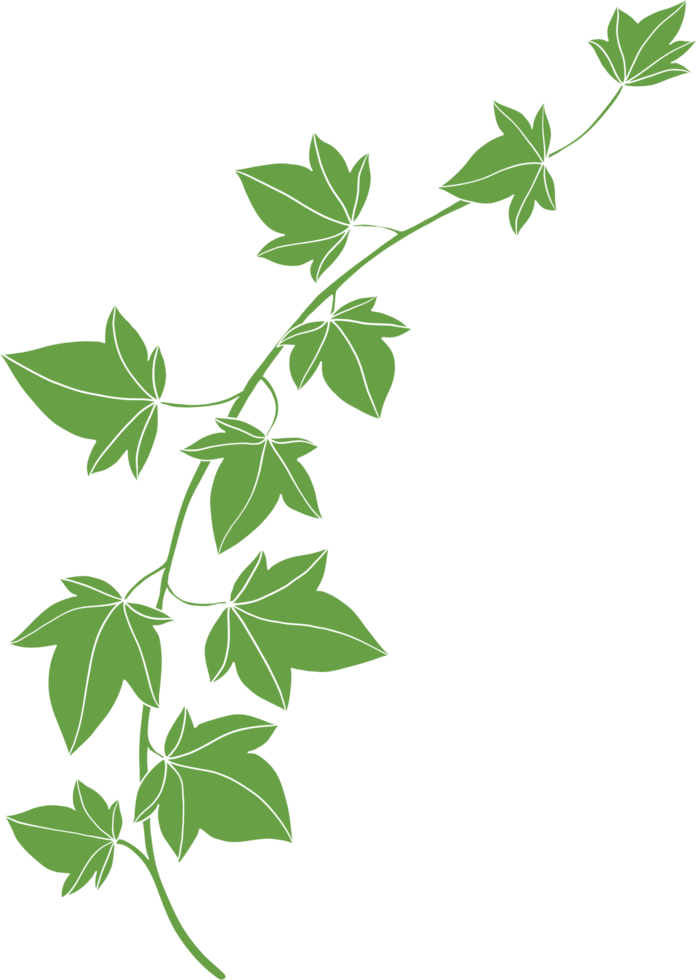 simplicity ivy freehand drawing flat design png