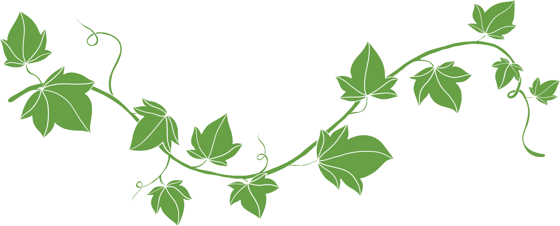 simplicity ivy freehand drawing flat design png