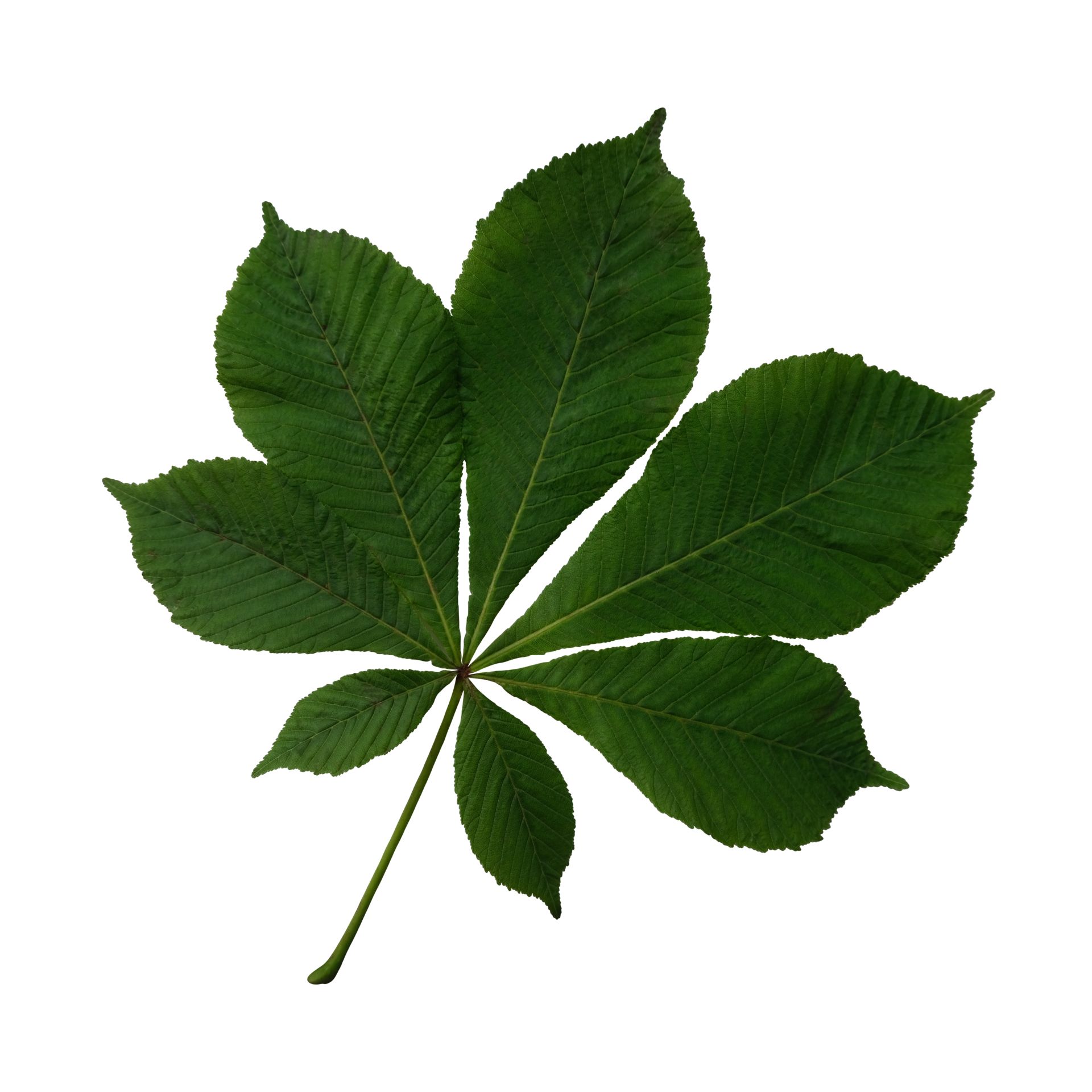 Bright green chestnut tree leaf, isolated object, cutout element on white  background, seasonal spring or summer colorful mood, soft focus and  clipping path 11048404 PNG