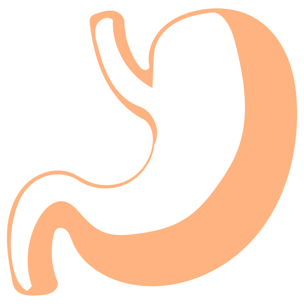 Stomach Line Art png