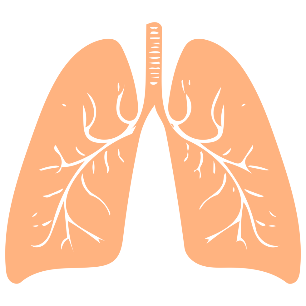lungs line art png
