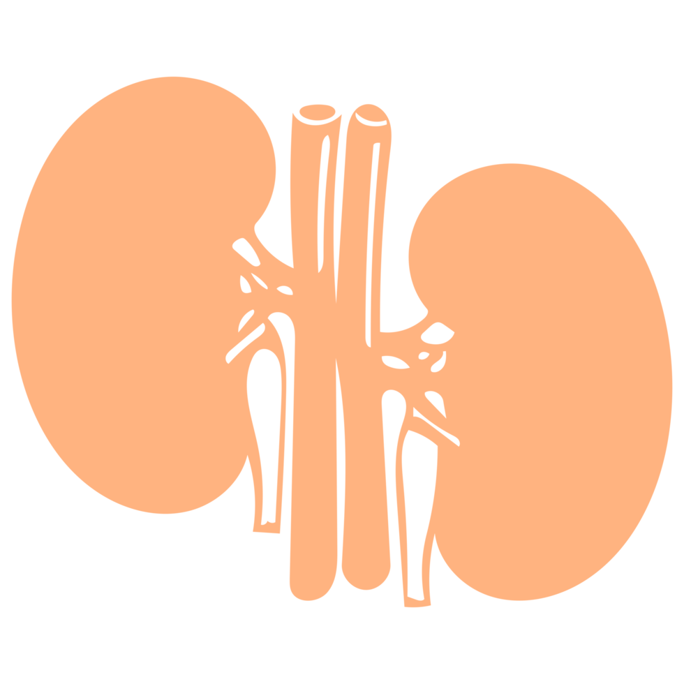 Kidney Line Art png