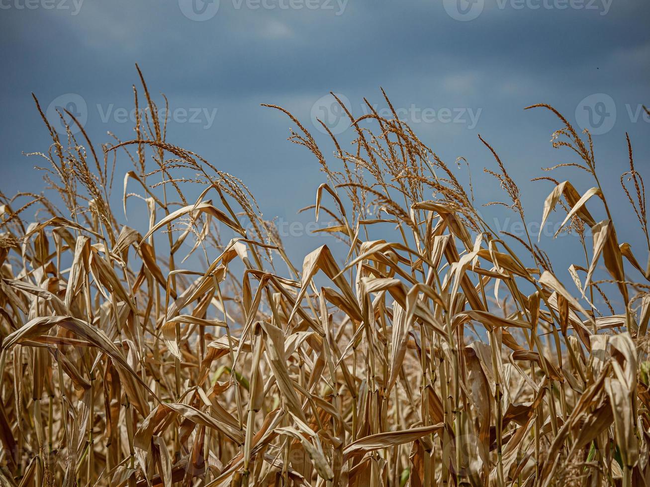 Dry leaves and corn stalks ready for harvest. photo