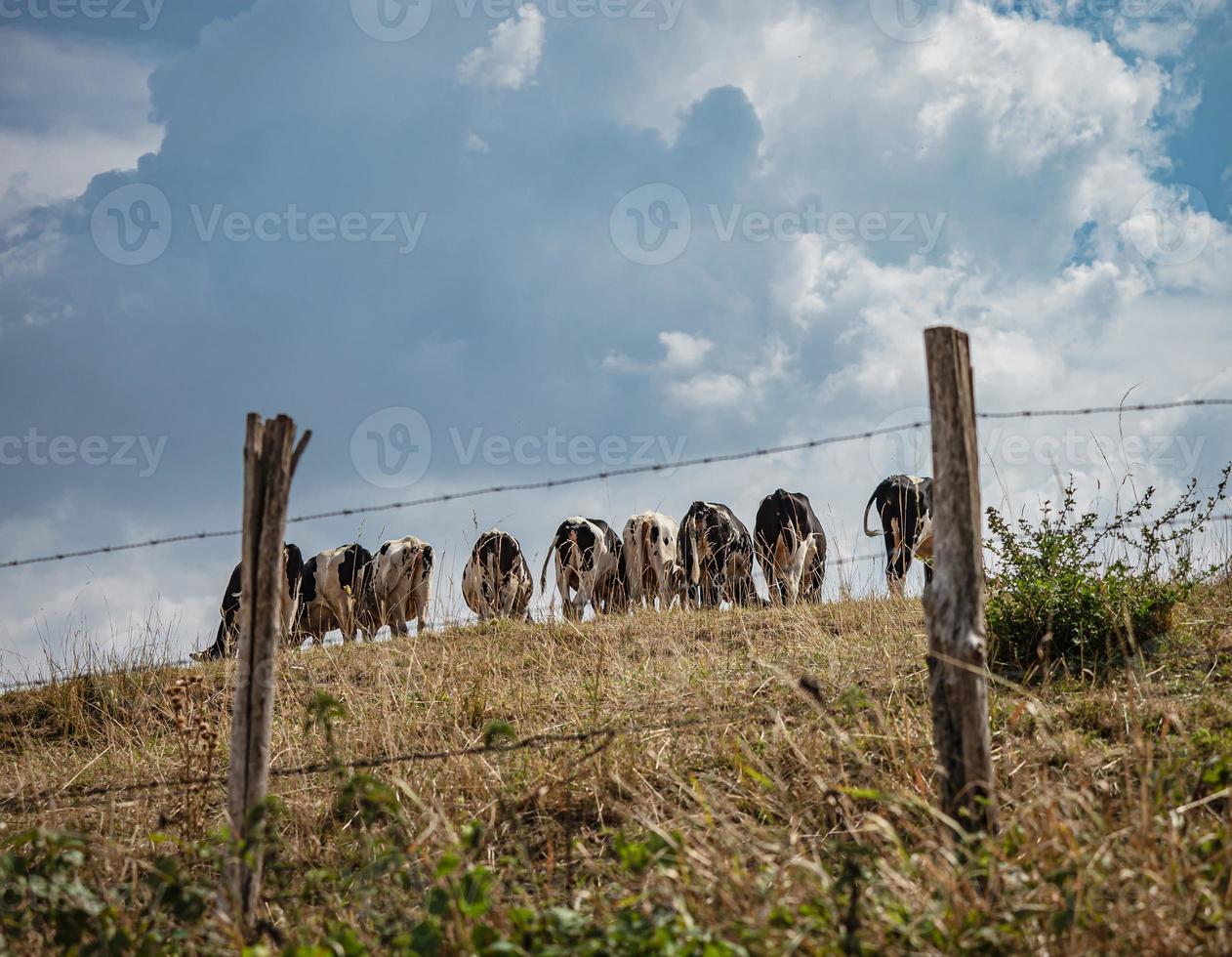 Black and white cows graze on the hill. Bright sun. photo