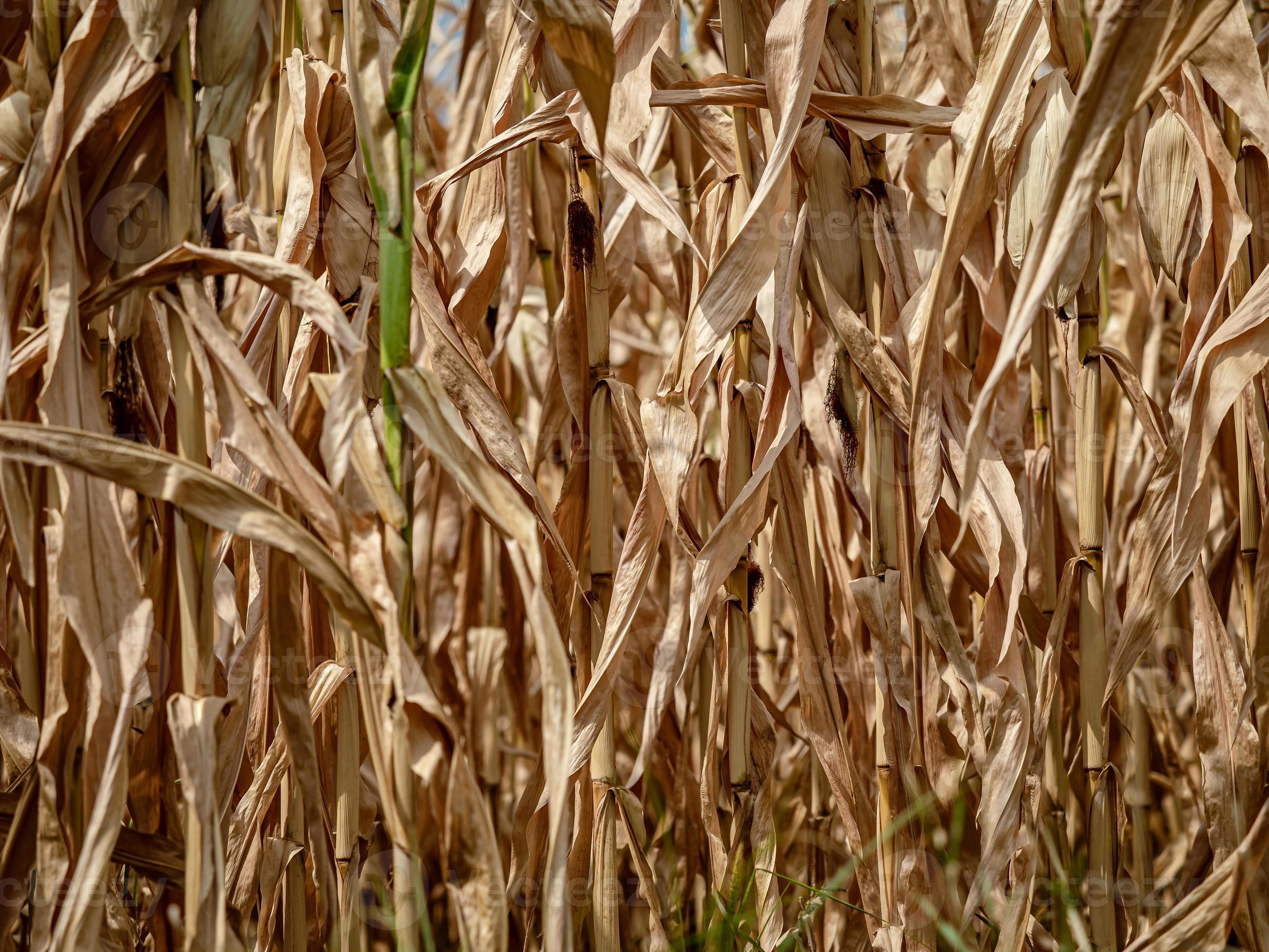 Cornstalks For Sale 65 - ifoaq8t