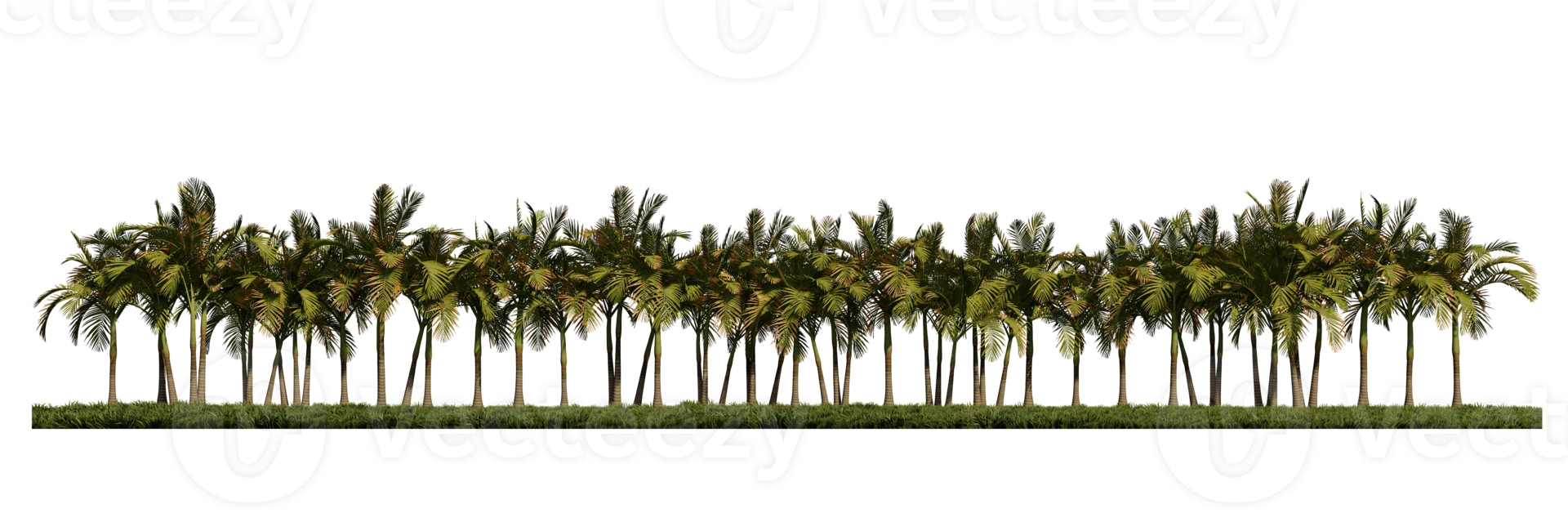 3ds rendering image of front view of palm trees on grasses field. png