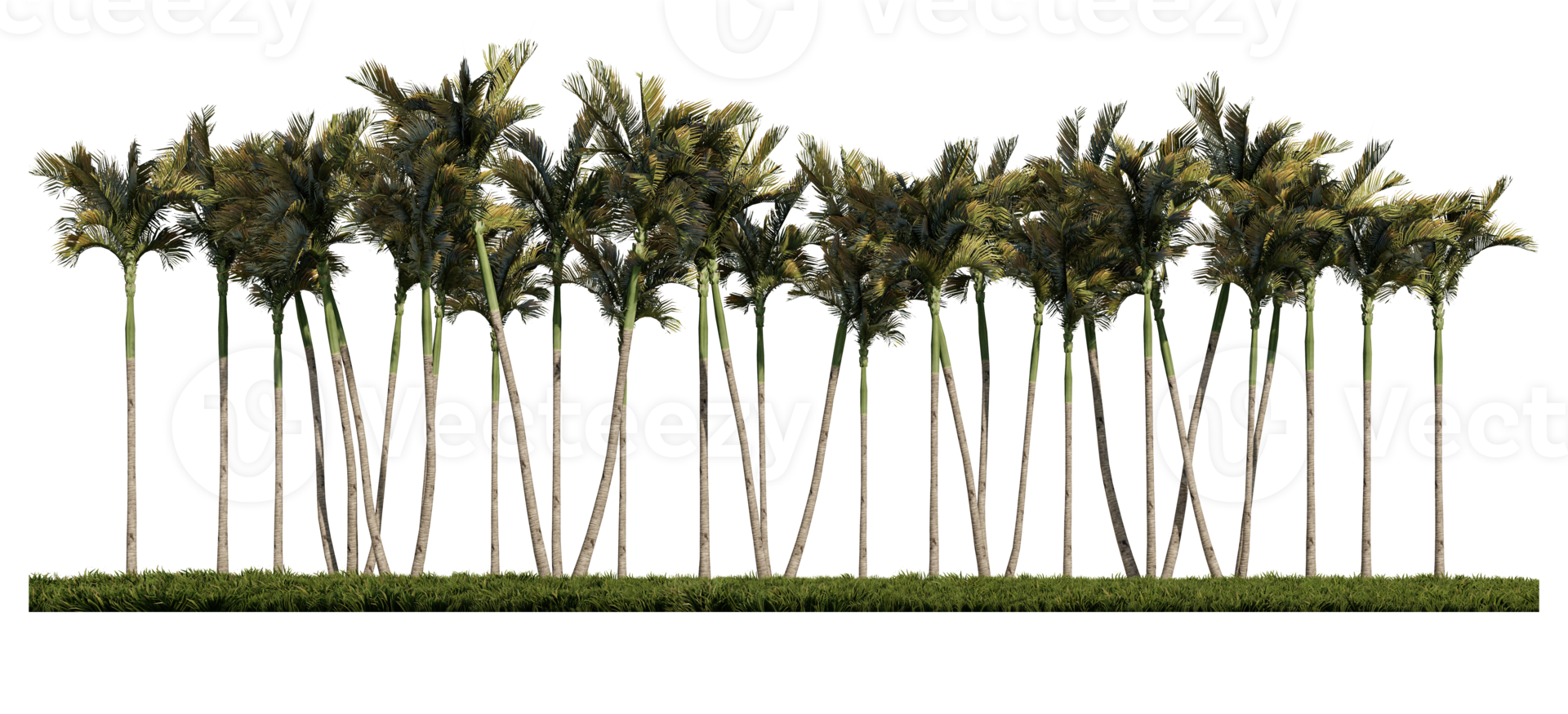 3ds rendering image of front view of palm trees on grasses field. png