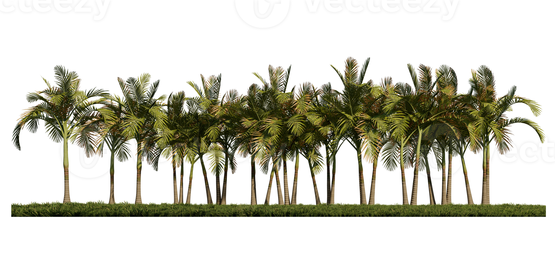 3ds rendering image of front view of palm trees on grasses field. png