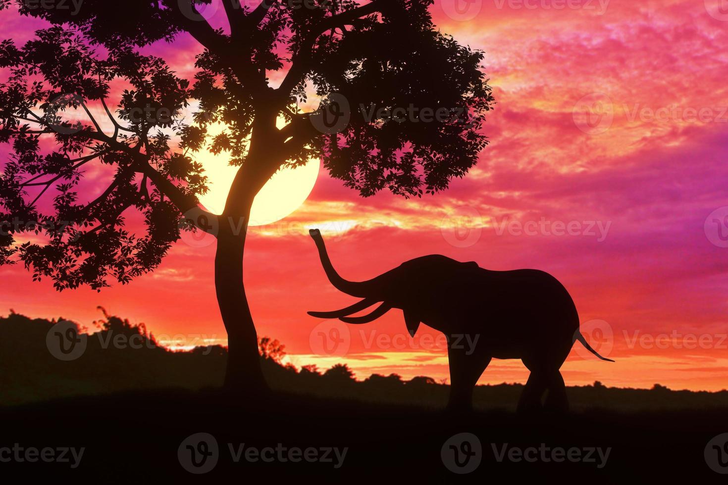 Silhouette elephant standing nearly big tree with beautiful sunset twilight sky background photo