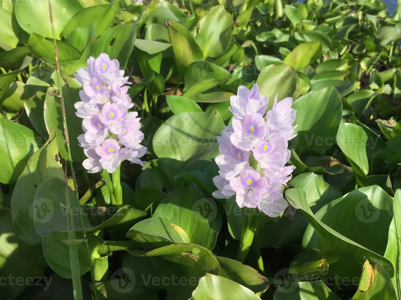 water hyacinth plant flowers that look beautiful photo