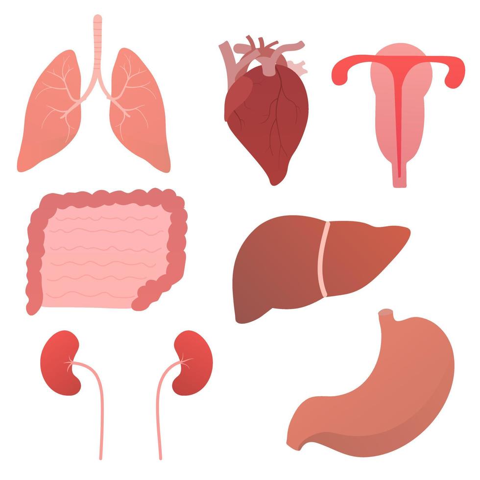 Set of internal human organs, anatomy objects of heart, stomach, heart, lungs, kidneys, liver, utery for medical posters or scientific leafleats in cartoon style isolated on white background vector