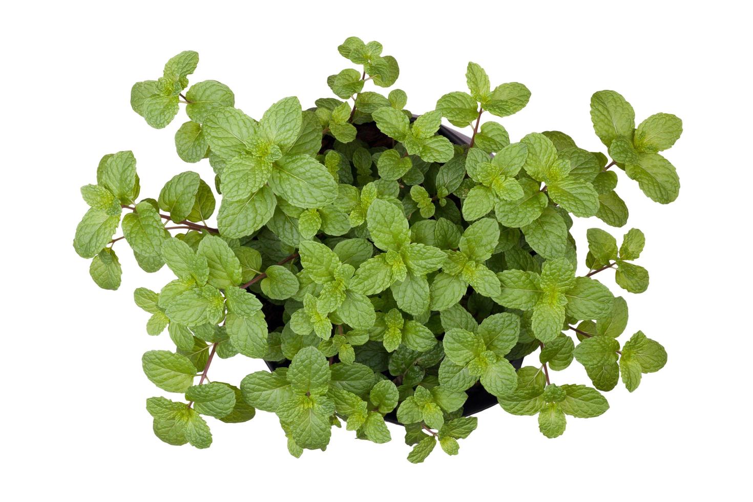 Green peppermint leaves on white background photo