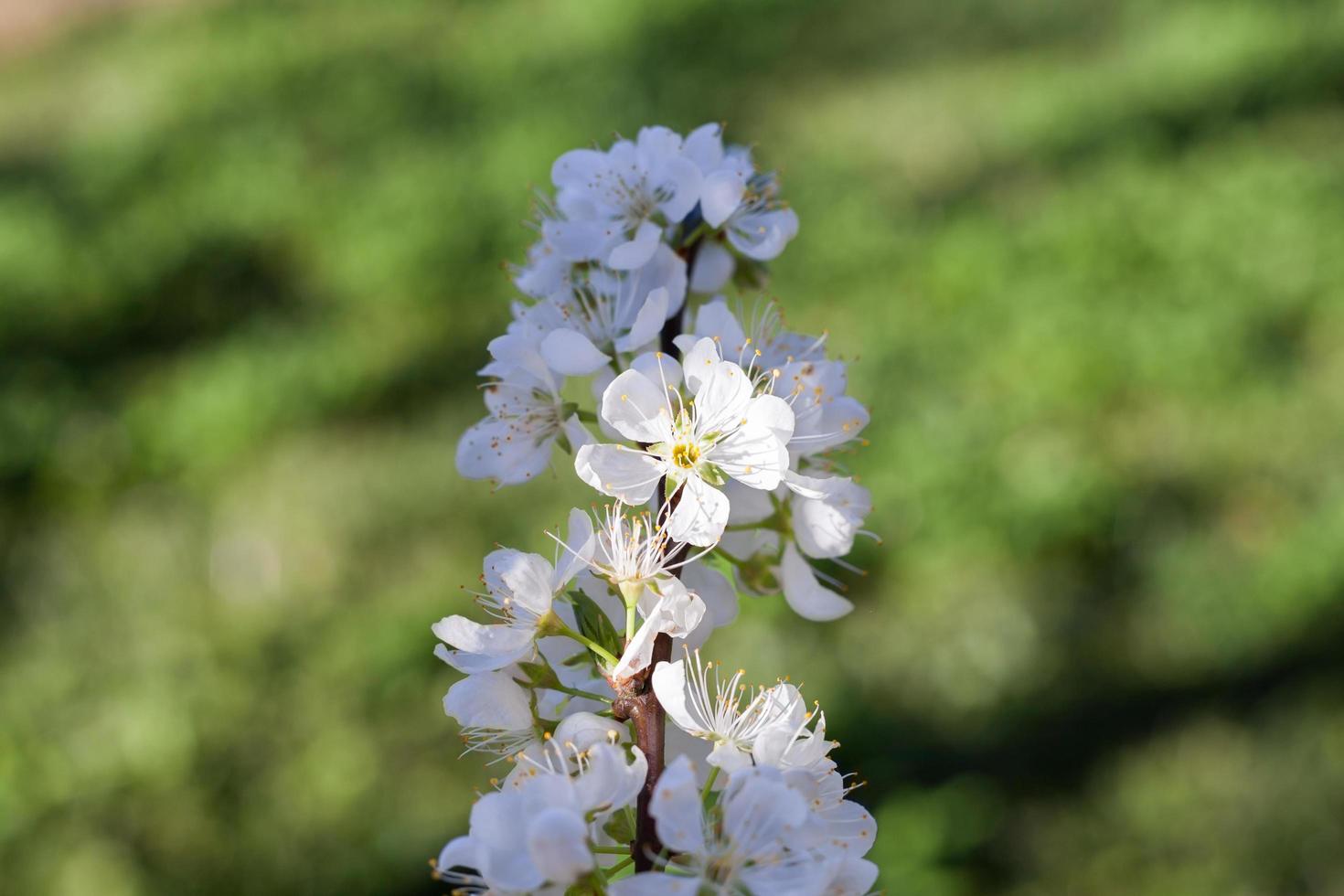 Close up white plum flower photo