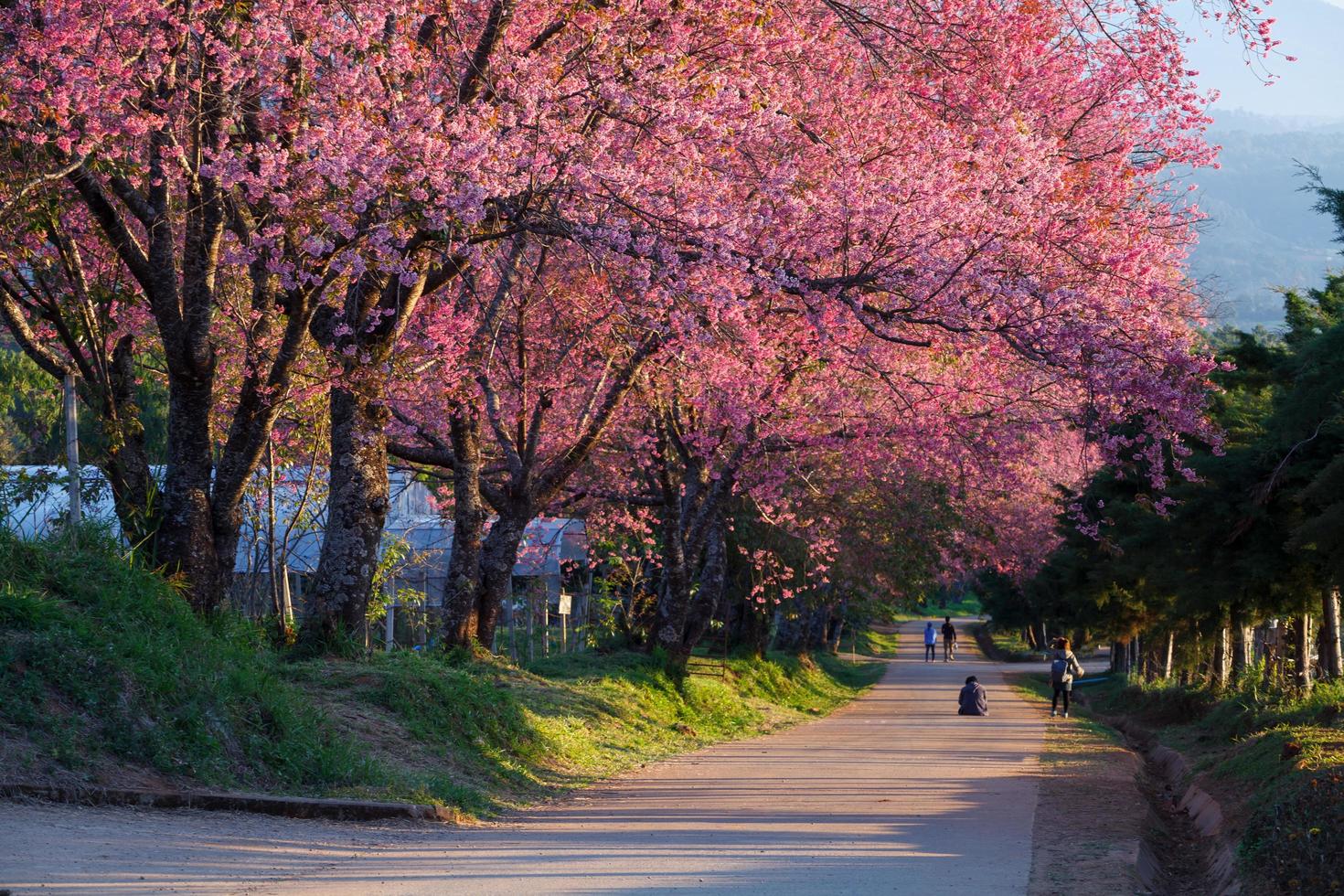 Cherry blossom pathway in Khun Wang ChiangMai, Thailand. photo