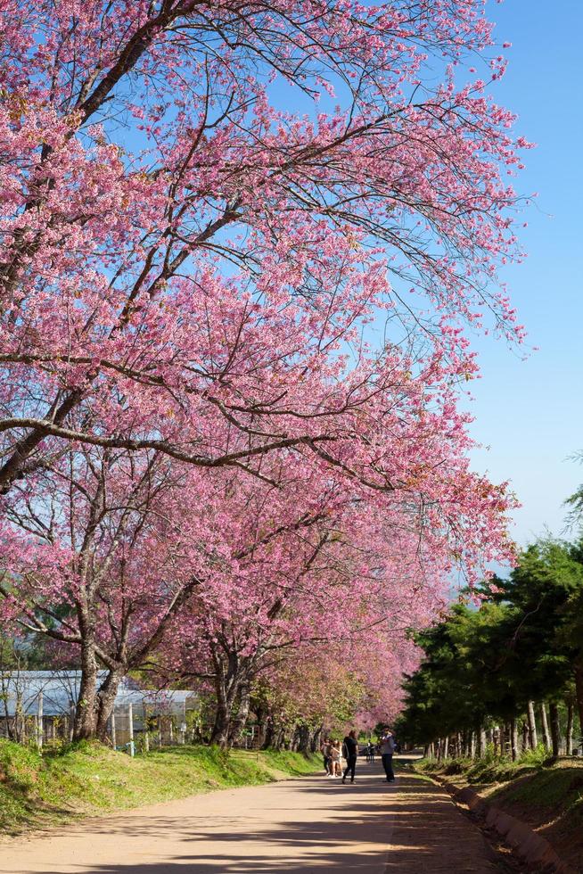 camino de los cerezos en flor en khun wang chiangmai, tailandia. foto