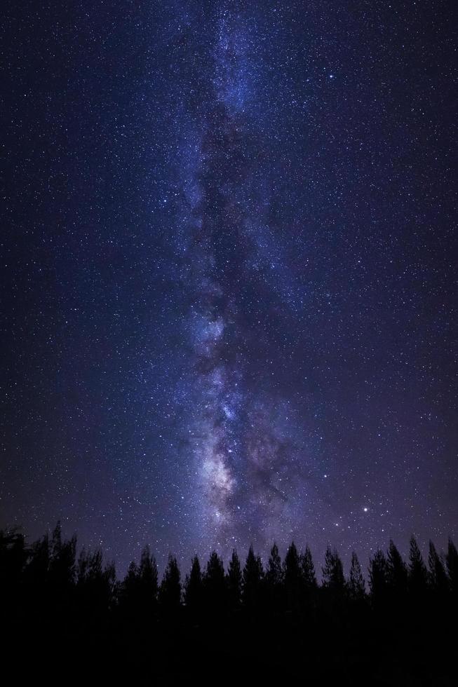 Beautiful milkyway and silhouette of pine tree on a night sky with stars and space dust in universe photo
