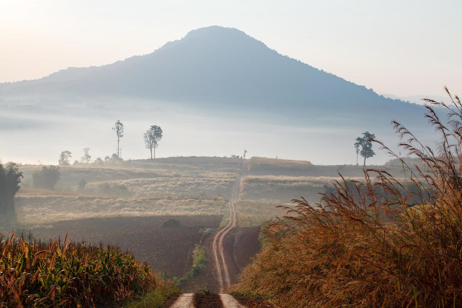 Dirt road leading through the early spring forest on a foggy morning at Khao Takhian Ngo View Point at Khao-kho Phetchabun,Thailand photo