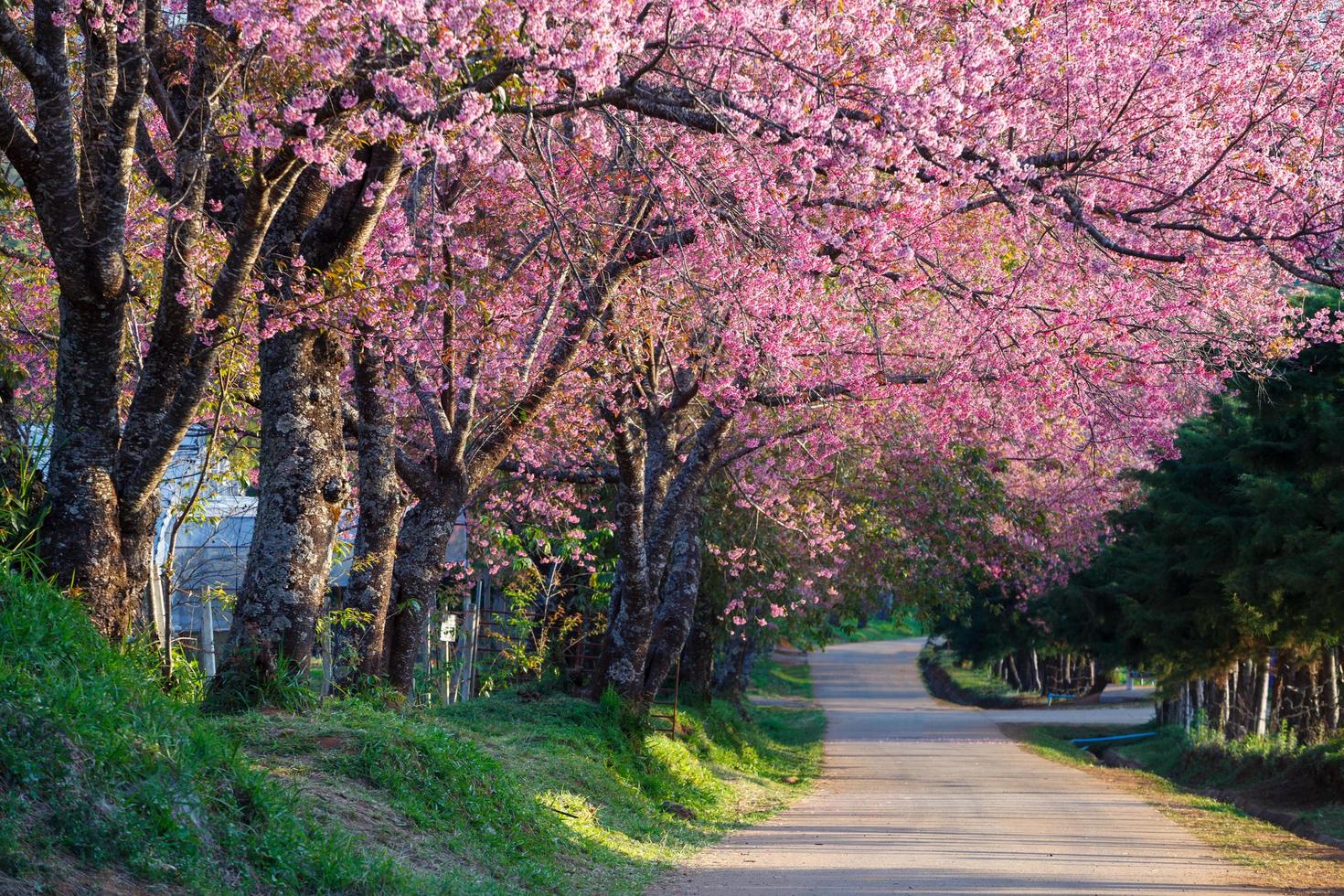 Cherry blossom in Khun Wang ChiangMai, Thailand. photo