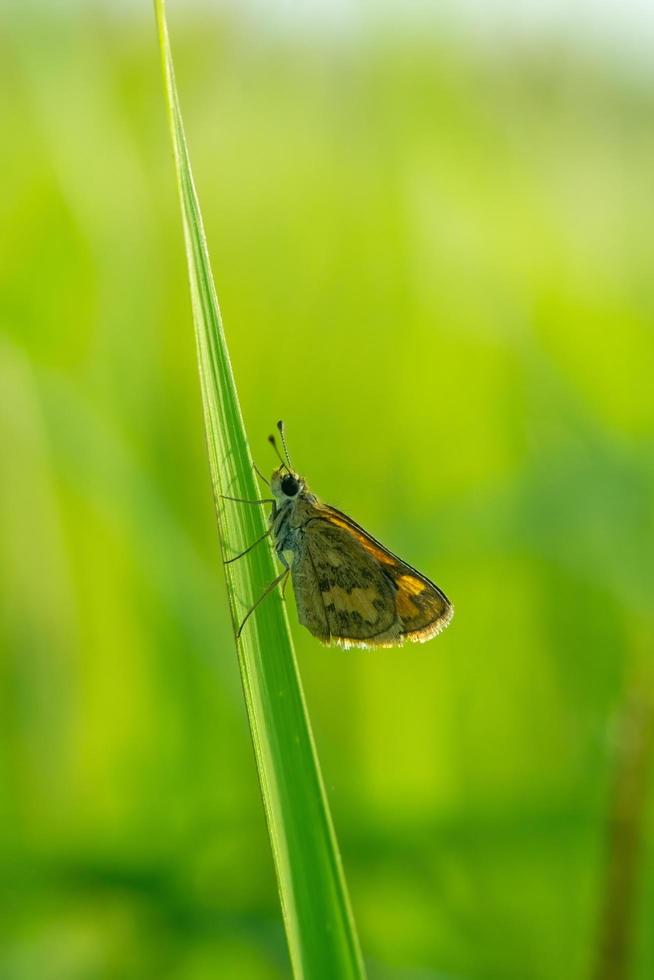 close-up photo of a moth perched on a leaf, blurred background