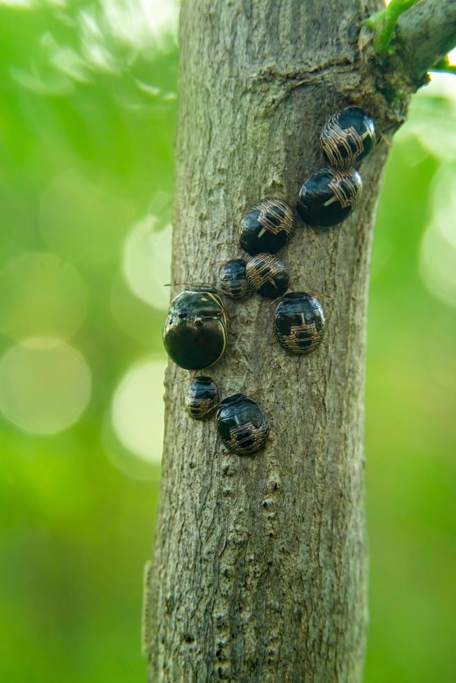 macro photo of a group of insects on a tree trunk