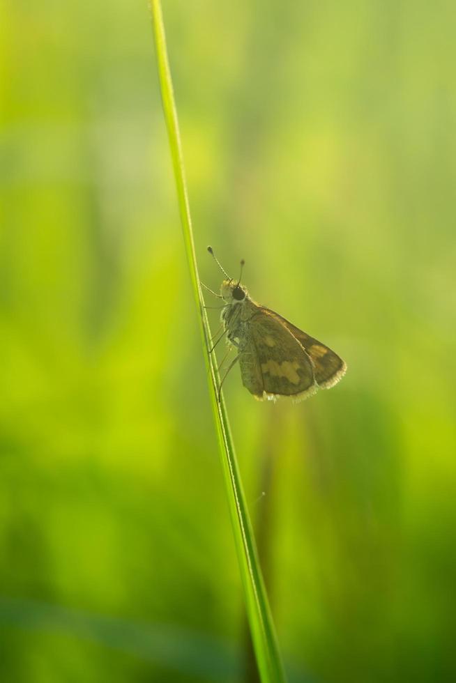 close-up photo of a moth perched on a leaf, blurred background