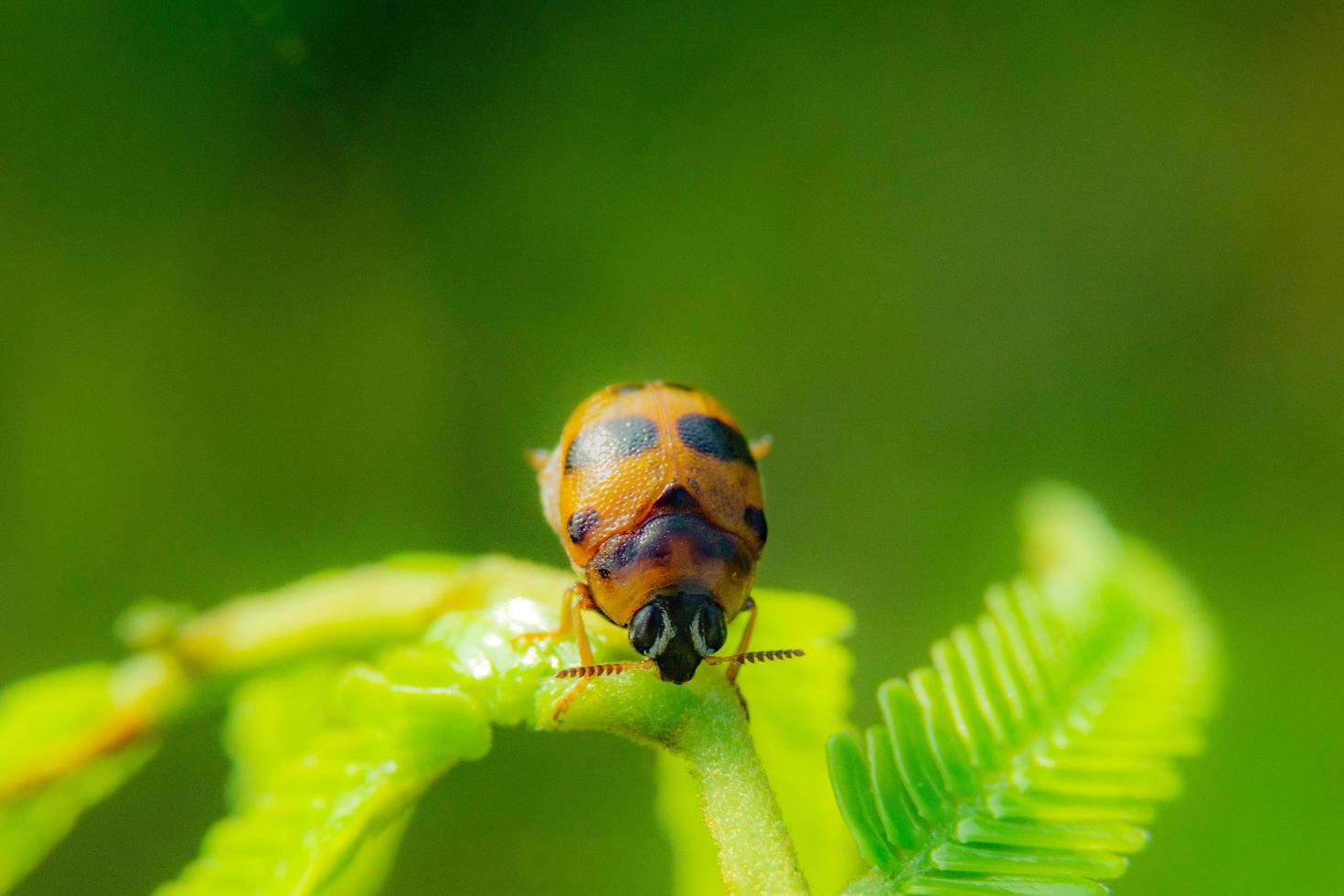 ladybug on green leaf, natural background. photo